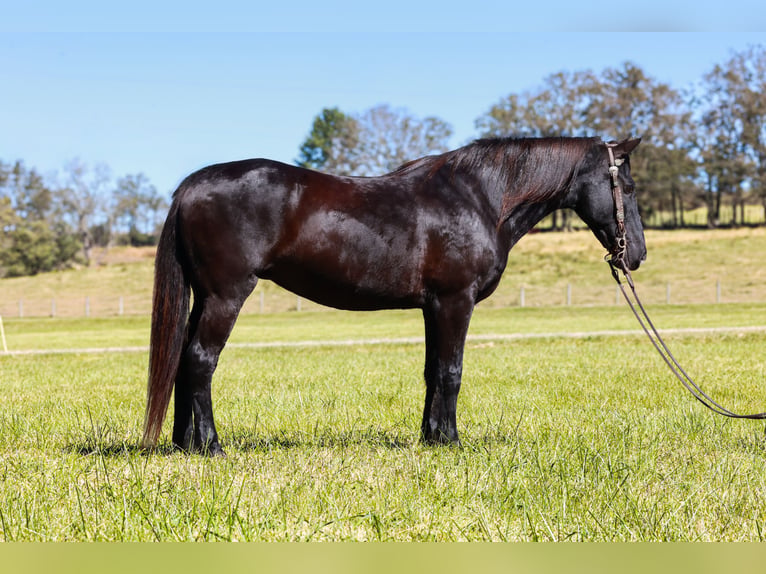 Kentucky Mountain Saddle Horse Yegua 14 años 142 cm Negro in Hillsboro