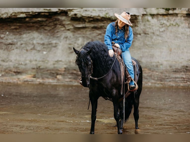 Kentucky Mountain Saddle Horse Yegua 14 años 157 cm Negro in Orwell, OH