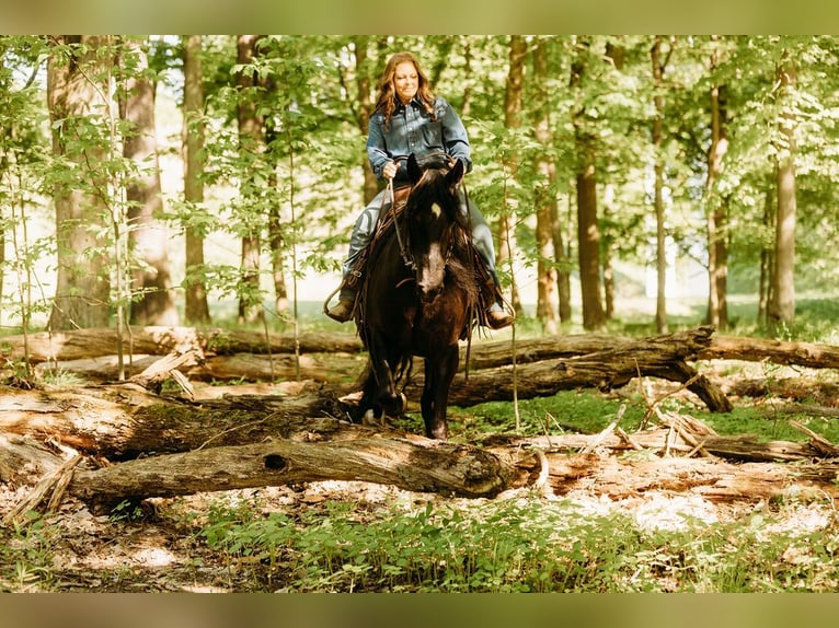 Kentucky Mountain Saddle Horse Yegua 14 años 157 cm Negro in Orwell, OH