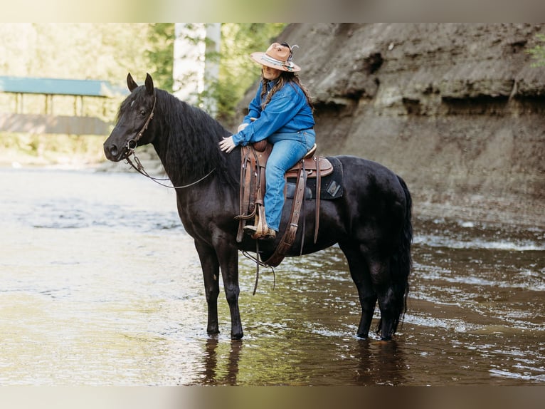 Kentucky Mountain Saddle Horse Yegua 14 años 157 cm Negro in Orwell, OH