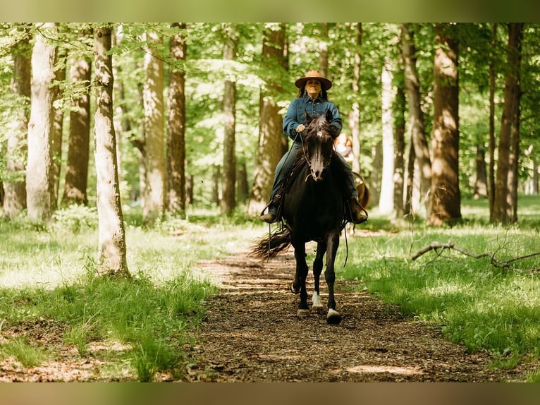 Kentucky Mountain Saddle Horse Yegua 14 años 157 cm Negro in Orwell, OH
