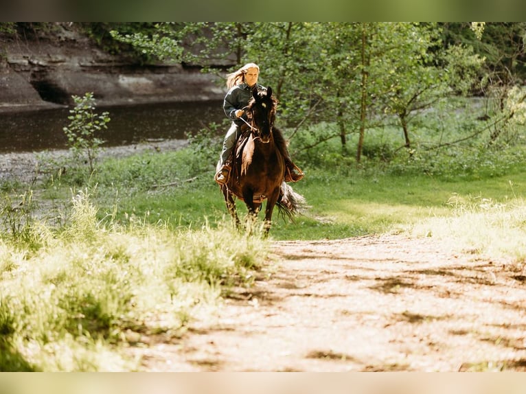 Kentucky Mountain Saddle Horse Yegua 14 años 157 cm Negro in Orwell, OH