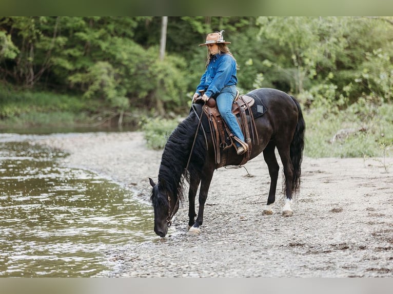 Kentucky Mountain Saddle Horse Yegua 14 años 157 cm Negro in Orwell, OH