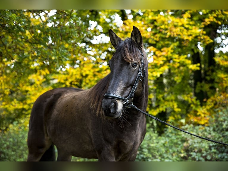 Kentucky Mountain Saddle Horse Yegua 16 años 152 cm Buckskin/Bayo in Milsbeek