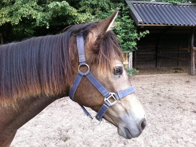 Kentucky Mountain Saddle Horse Yegua 16 años 152 cm Buckskin/Bayo in Milsbeek
