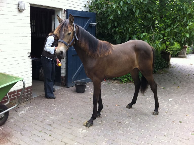 Kentucky Mountain Saddle Horse Yegua 16 años 152 cm Buckskin/Bayo in Milsbeek