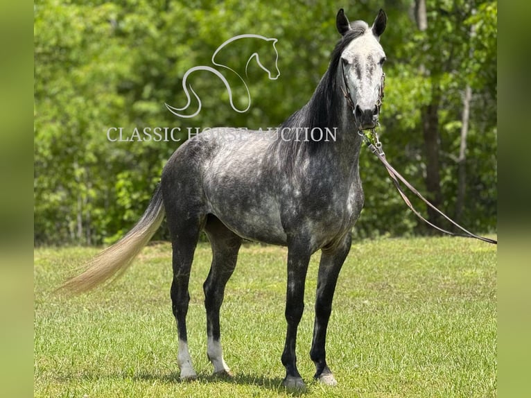 Kentucky Mountain Saddle Horse Yegua 4 años 152 cm Tordo in Whitley City, KY
