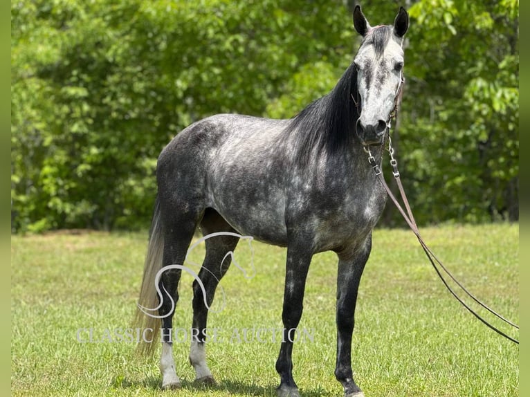 Kentucky Mountain Saddle Horse Yegua 4 años 152 cm Tordo in Whitley City, KY
