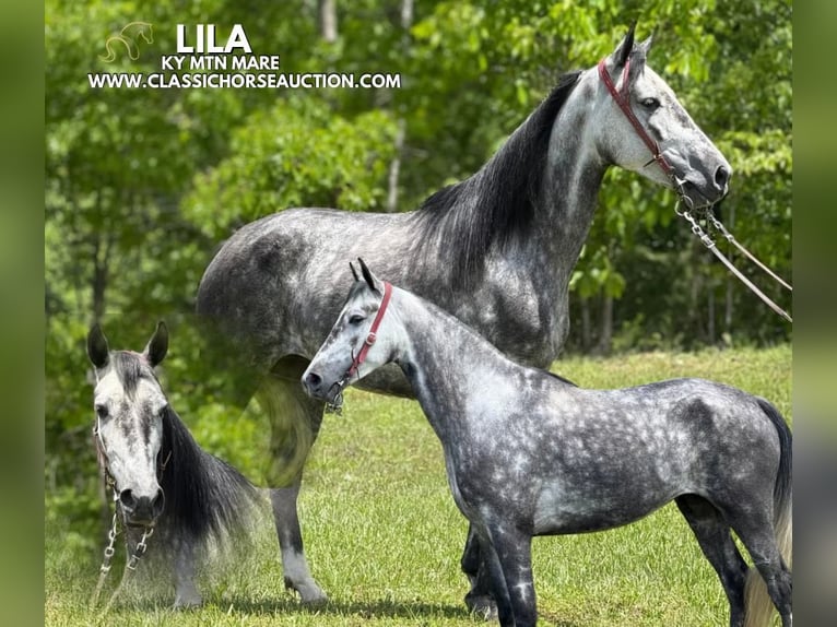 Kentucky Mountain Saddle Horse Yegua 4 años 152 cm Tordo in Whitley City, KY