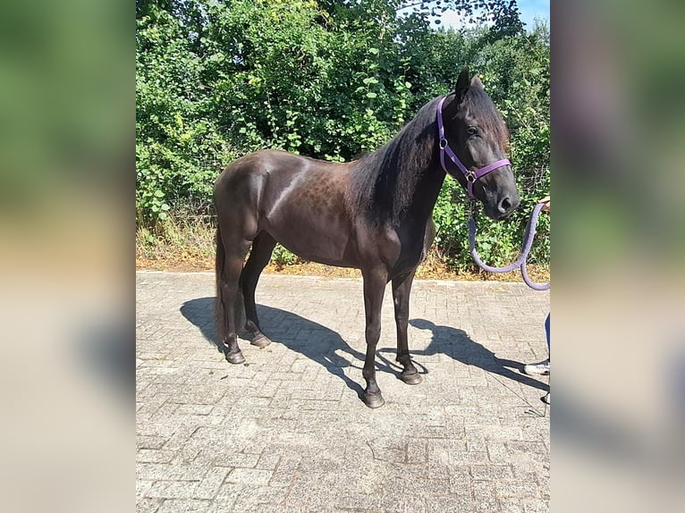 Kentucky Mountain Saddle Horse Yegua 4 años 153 cm Negro in Bechenheim