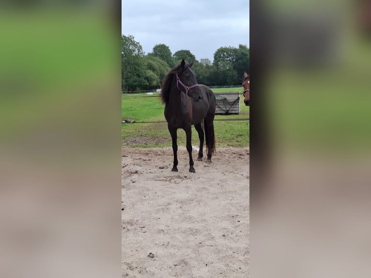 Kentucky Mountain Saddle Horse Yegua 5 años 155 cm Negro in Offenheim