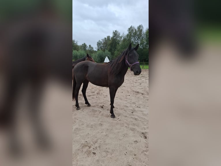 Kentucky Mountain Saddle Horse Yegua 5 años 155 cm Negro in Offenheim