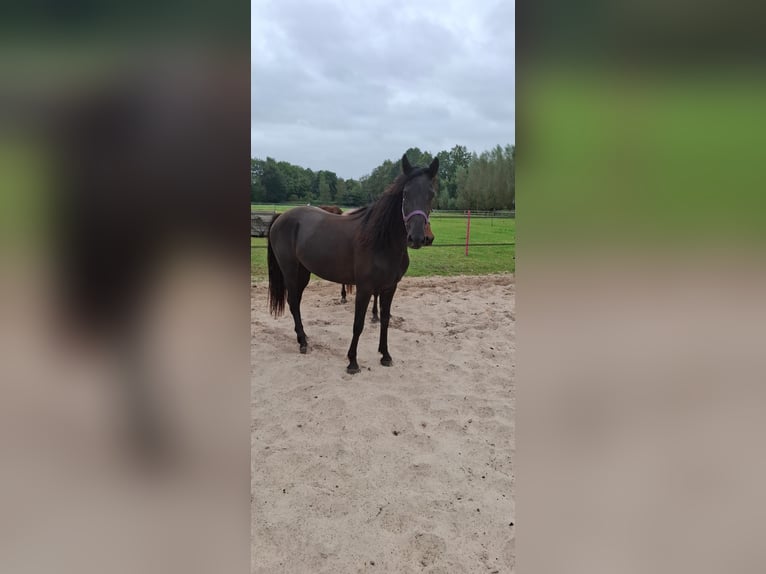 Kentucky Mountain Saddle Horse Yegua 5 años 155 cm Negro in Offenheim