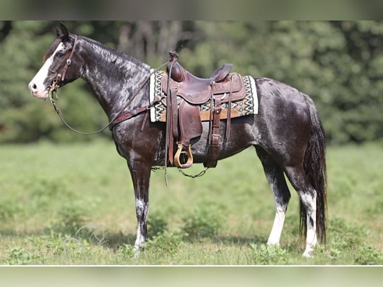 Kentucky Mountain Saddle Horse Yegua 8 años 152 cm Pío in Warrenton