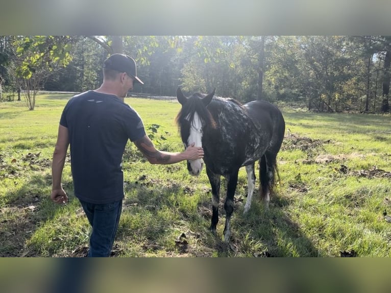 Kentucky Mountain Saddle Horse Yegua 8 años 152 cm Pío in Warrenton