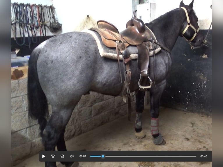 King Pretty Blue Caballo cuarto de milla Semental in Cervaro Fr