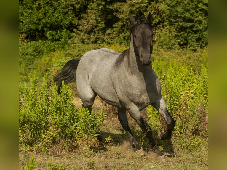 King Pretty Blue Caballo cuarto de milla Semental in Cervaro Fr