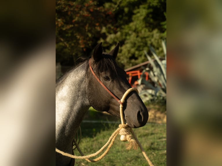 King Pretty Blue Caballo cuarto de milla Semental in Cervaro Fr