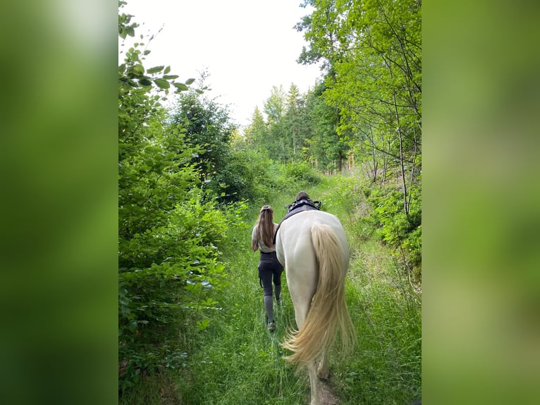 Kinsky Castrone 3 Anni 180 cm Cremello in Bad Salzungen