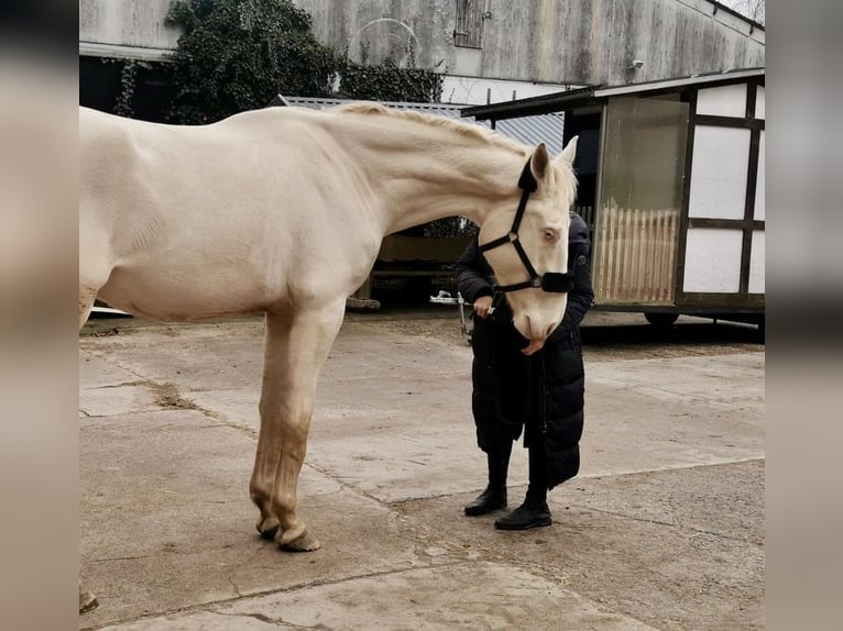 Kinsky Castrone 3 Anni 180 cm Cremello in Bad Salzungen