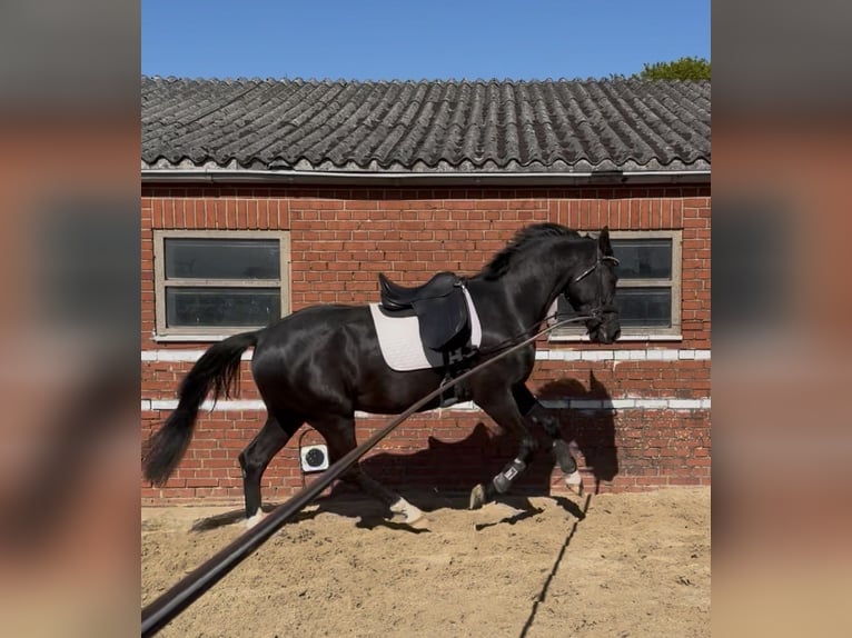 Kinsky Castrone 4 Anni 170 cm  in Rosendahl