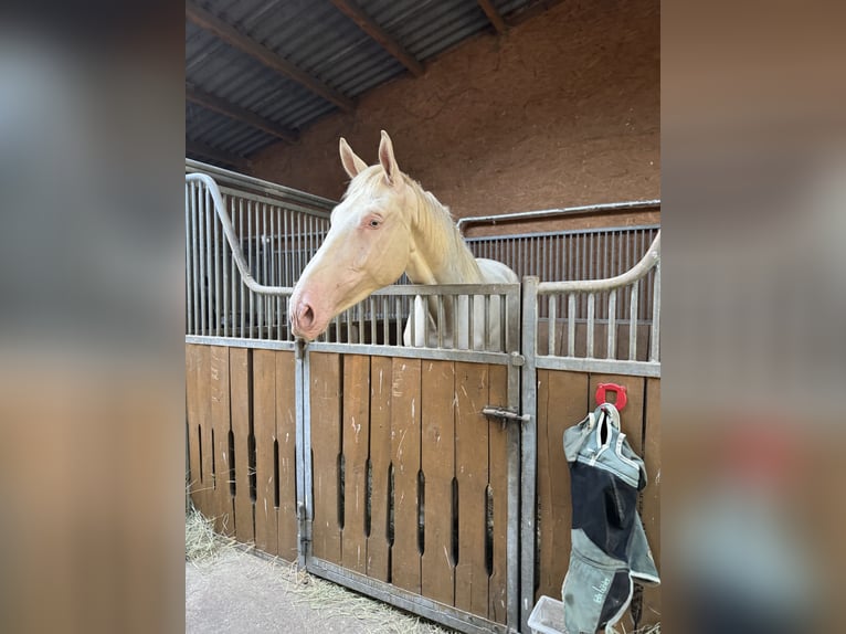 Kinsky Castrone 4 Anni 180 cm Cremello in Bad Salzungen