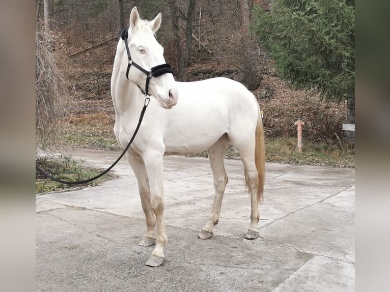 Kinsky Castrone 4 Anni 180 cm Cremello in Bad Salzungen