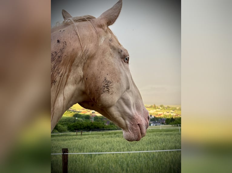 Kinsky Castrone 5 Anni 174 cm Cremello in Prešov
