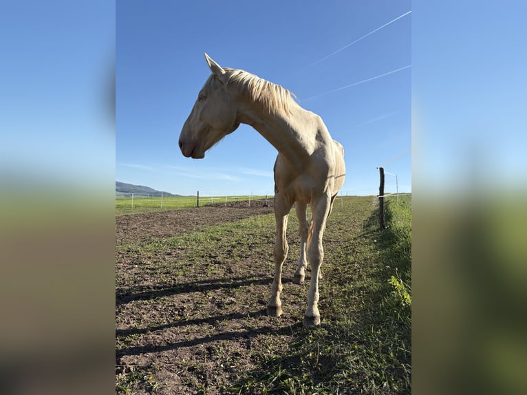 Kinsky Castrone 5 Anni 175 cm Champagne in Prešov