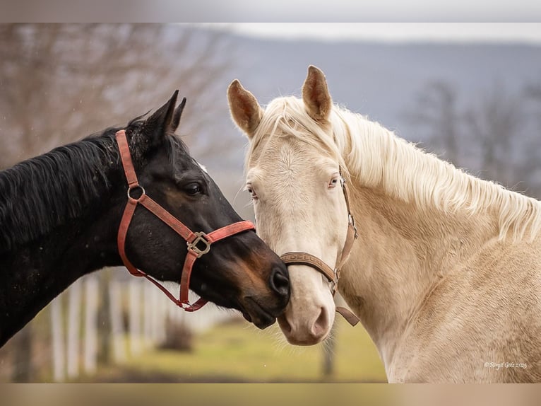 Kinsky Castrone 8 Anni 178 cm Perlino in Kirchberg am Wagram