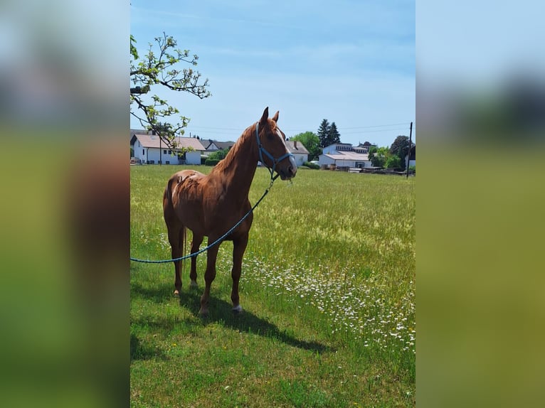 Kinsky Castrone 9 Anni 172 cm Sauro in Babenhausen