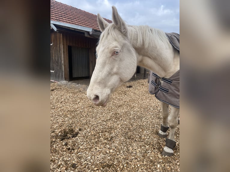 Kinsky Castrone 9 Anni 178 cm Perlino in Kirchberg am Wagram