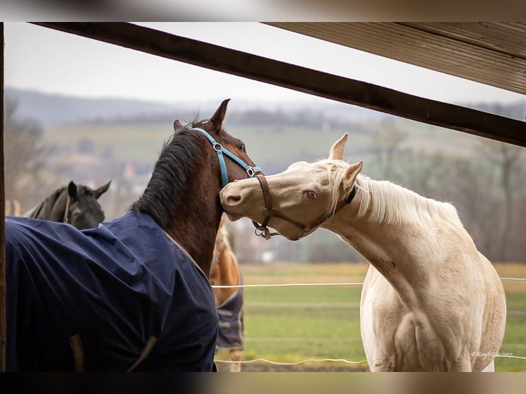 Kinsky Castrone 9 Anni 178 cm Perlino in Kirchberg am Wagram