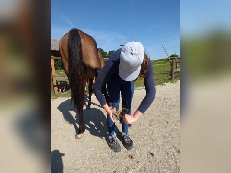 Kinsky Étalon 1 Année Bai brun in Václavice (Hrádek nad Nisou)