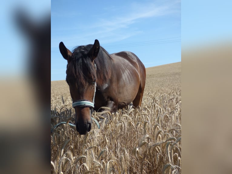 Kinsky Étalon 1 Année Bai brun in Václavice (Hrádek nad Nisou)