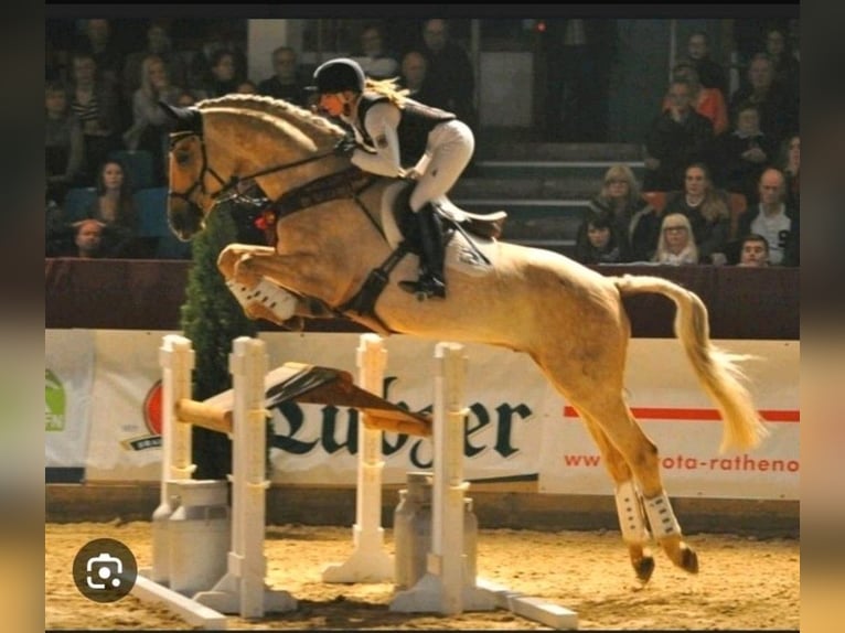 Kinsky Étalon Poulain (01/2024) in Bissingen