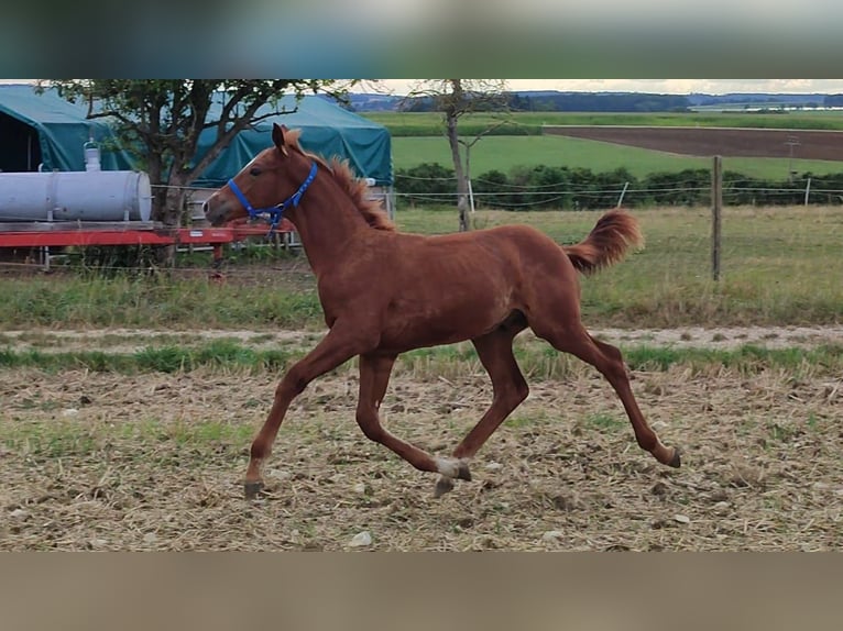 Kinsky Étalon Poulain (01/2024) in Bissingen