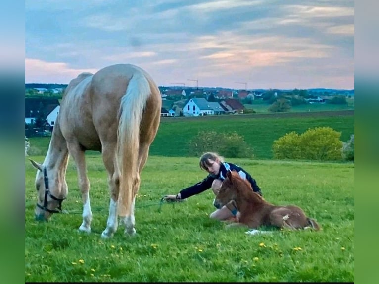 Kinsky Étalon Poulain (01/2024) in Bissingen