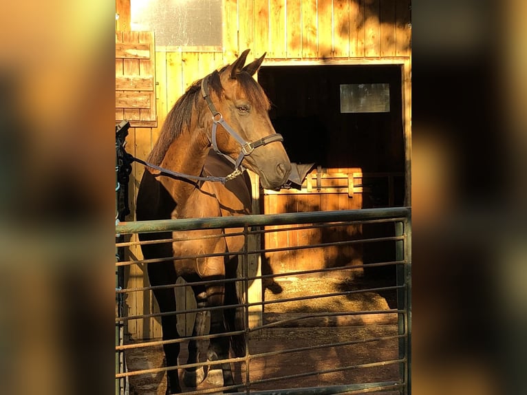 Kinsky Giumenta 12 Anni 165 cm Baio in Breitstetten