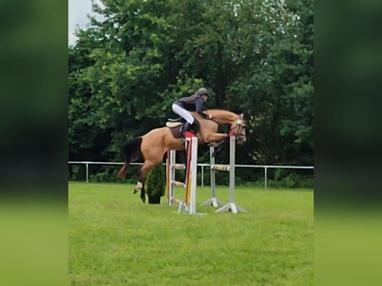 Kinsky Giumenta 13 Anni 165 cm Pelle di daino in Bissingen