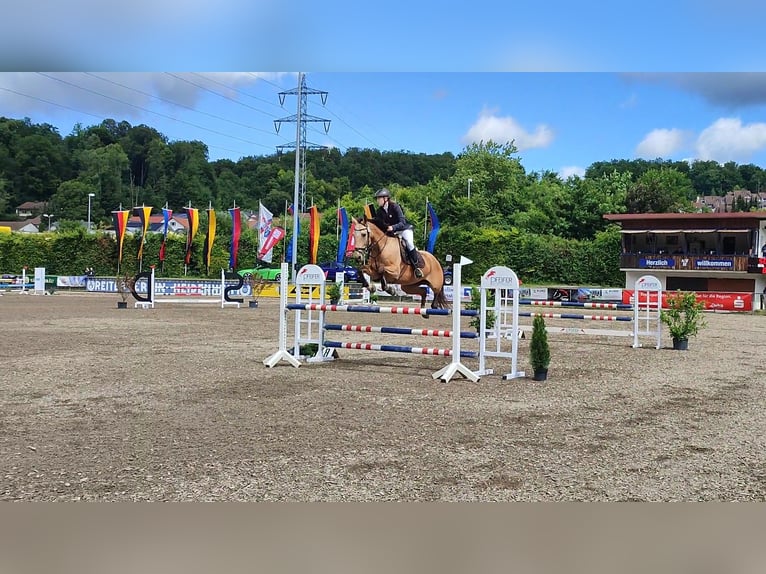 Kinsky Giumenta 13 Anni 165 cm Pelle di daino in Bissingen