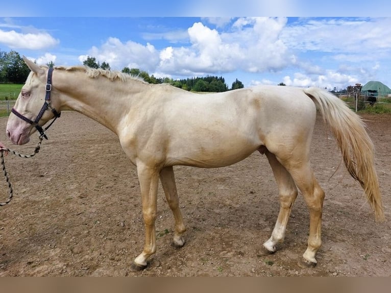 Kinsky Hongre 5 Ans 174 cm Cremello in Prešov