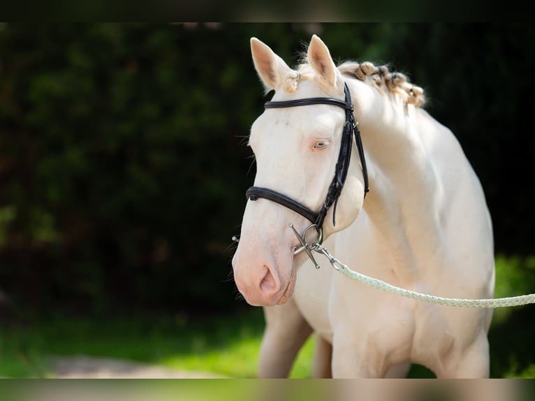 Kinsky Croisé Hongre 6 Ans 162 cm Perlino in Prague