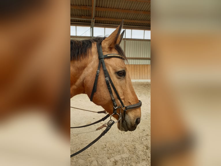 Kinsky Horse Gelding 15 years 16,1 hh Buckskin in Uffenheim