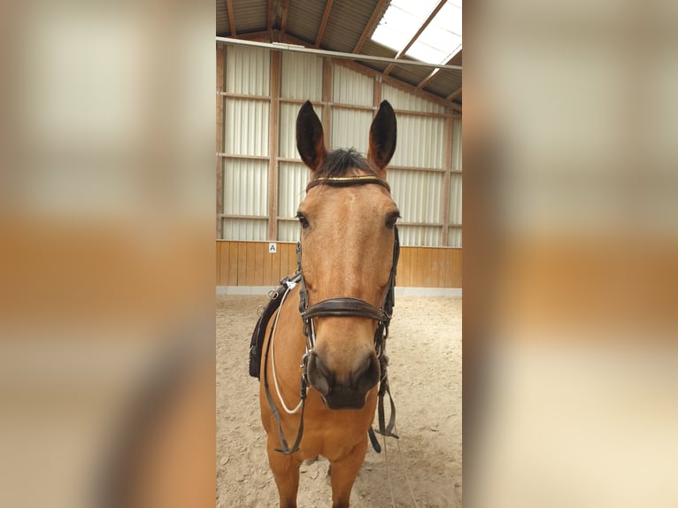 Kinsky Horse Gelding 15 years 16,1 hh Buckskin in Uffenheim