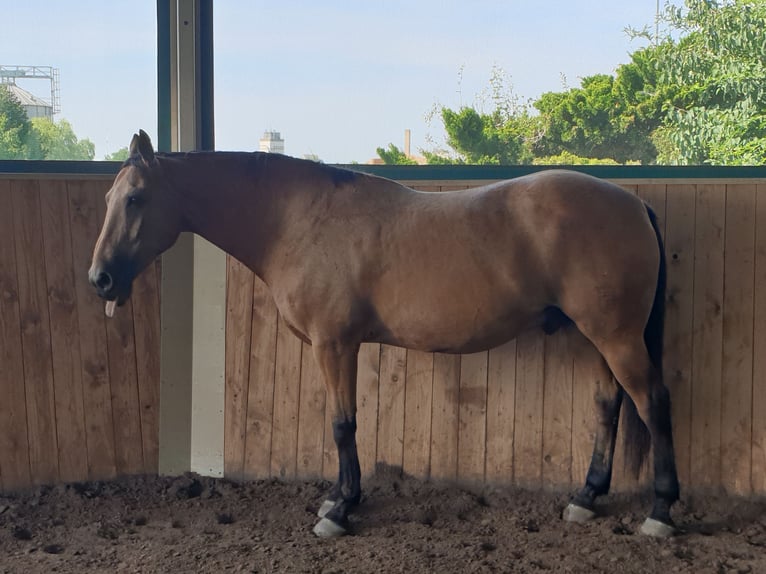 Kinsky Horse Gelding 15 years 16,1 hh Dun in Uffenheim