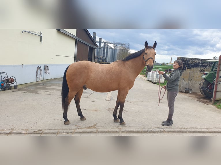 Kinsky Horse Gelding 15 years 16 hh Buckskin in SimmershofenUffenheim