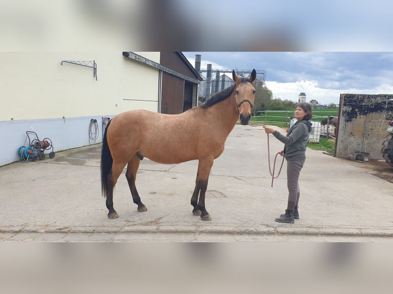 Kinsky Horse Gelding 15 years 16 hh Buckskin in SimmershofenUffenheim