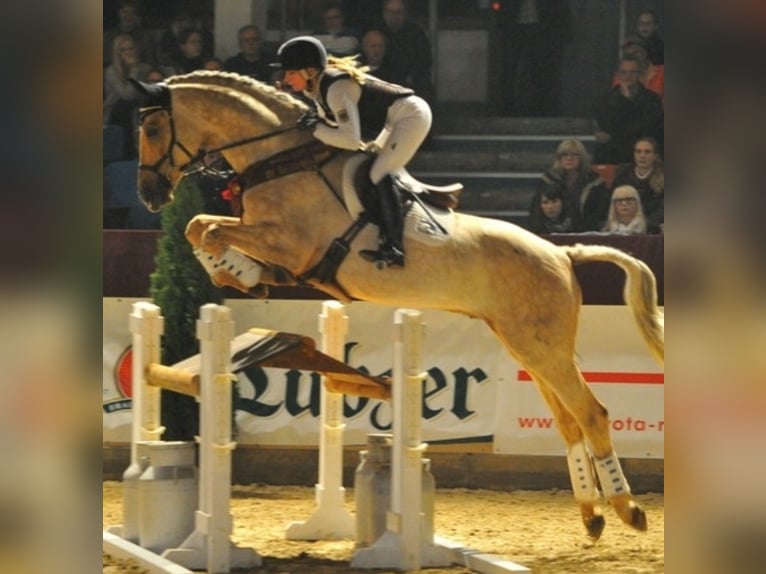 Kinsky Horse Gelding 1 year 16 hh Chestnut-Red in Bissingen