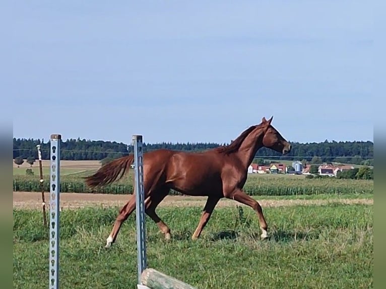 Kinsky Horse Gelding 1 year 16 hh Chestnut-Red in Bissingen